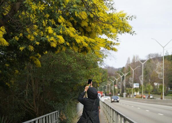 Женщина фотографирует цветущее дерево мимозы в Сочи