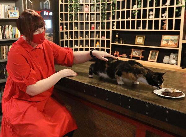 Посетительница кормит кошку в котокафе Кис-кис в Красноярске