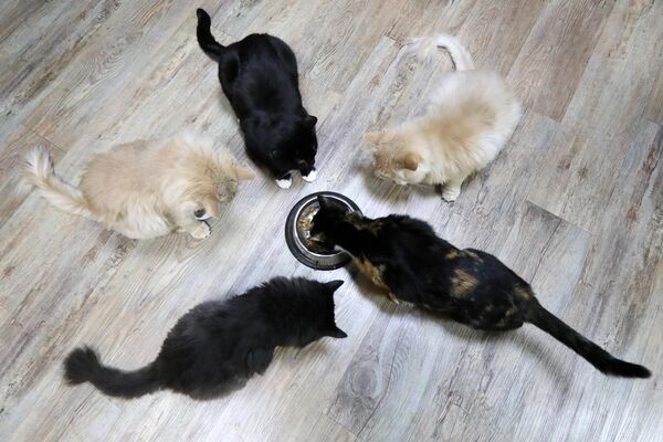 Кошки кушают в котокафе Кис-кис в Красноярске