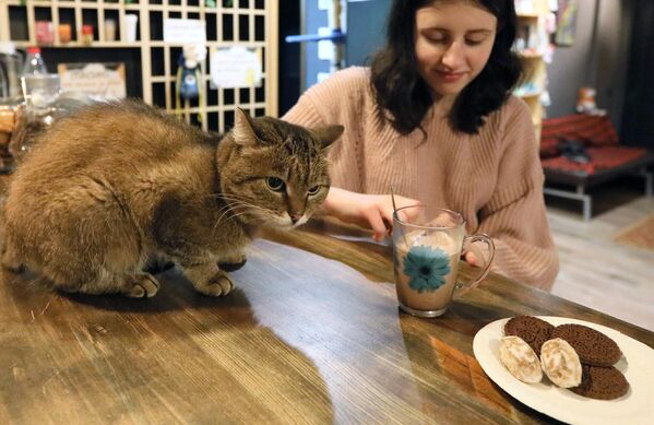Кошка в котокафе Кис-кис в Красноярске