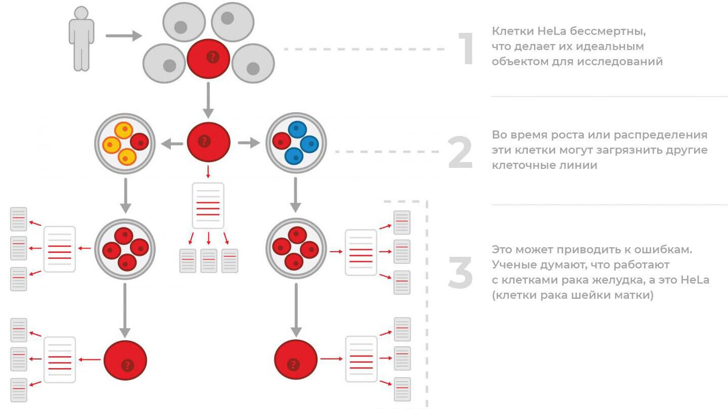 Бессмертная линия клеток HeLa - РИА Новости, 1920, 05.02.2021