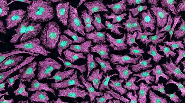 Клетки Hela с микротрубочками цитоскелета (пурпурный) и ДНК (голубой)
