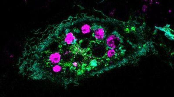 Клетки Hela поглощают умирающие клетки