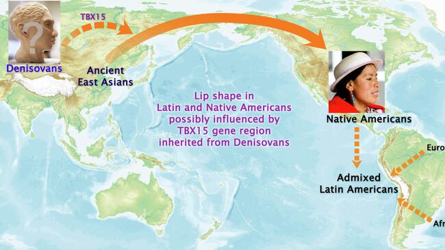 Ученые определили, что гены из области TBX15, унаследованные от денисовцев, определяют форму губ у американских индейцев