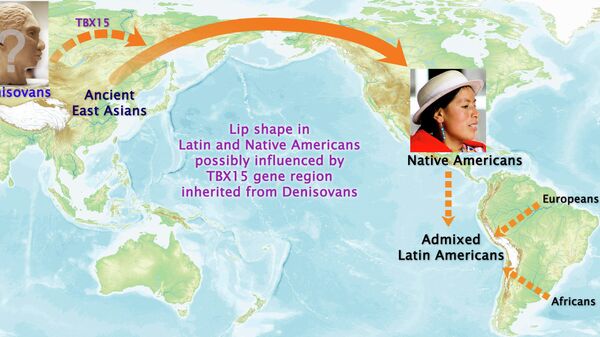 Ученые определили, что гены из области TBX15, унаследованные от денисовцев, определяют форму губ у американских индейцев