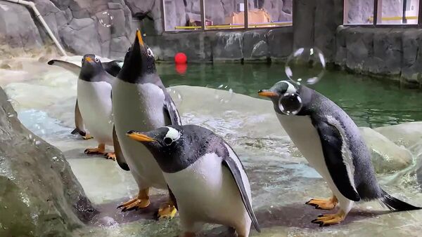 Пингвины в Московском зоопарке. Кадр видео