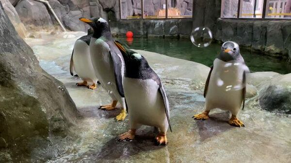 Пингвины московского зоопарка на пенной вечеринке