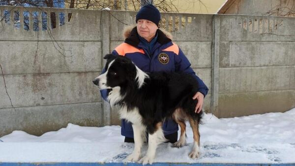 Собака Акай, которая служит в МЧС России