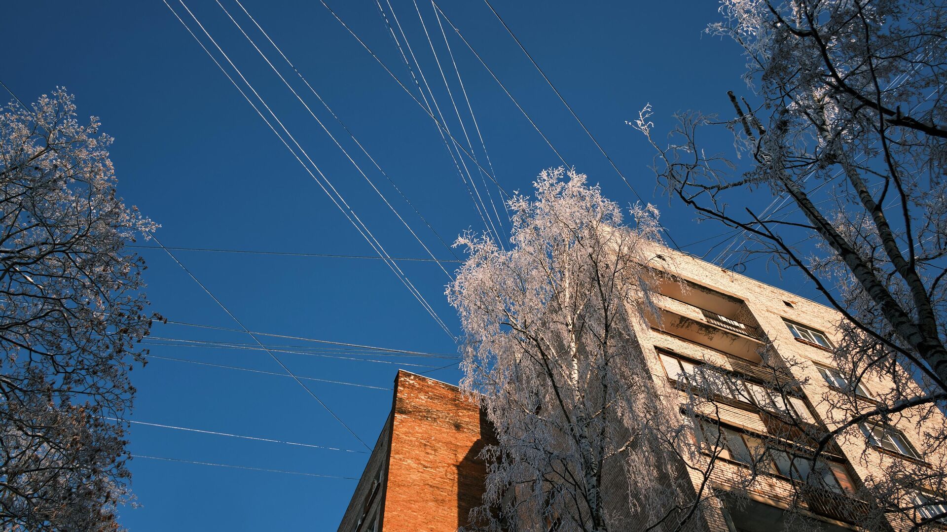 Заснеженные деревья возле жилых домов в Санкт-Петербурге - РИА Новости, 1920, 23.02.2021