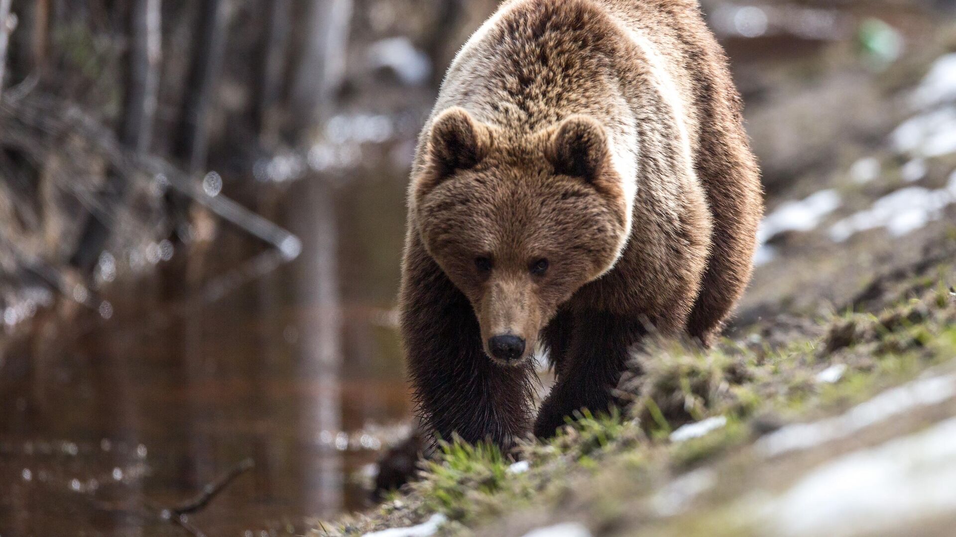 В Якутии обнаружили еще одного медведя после нападения агрессивного зверя