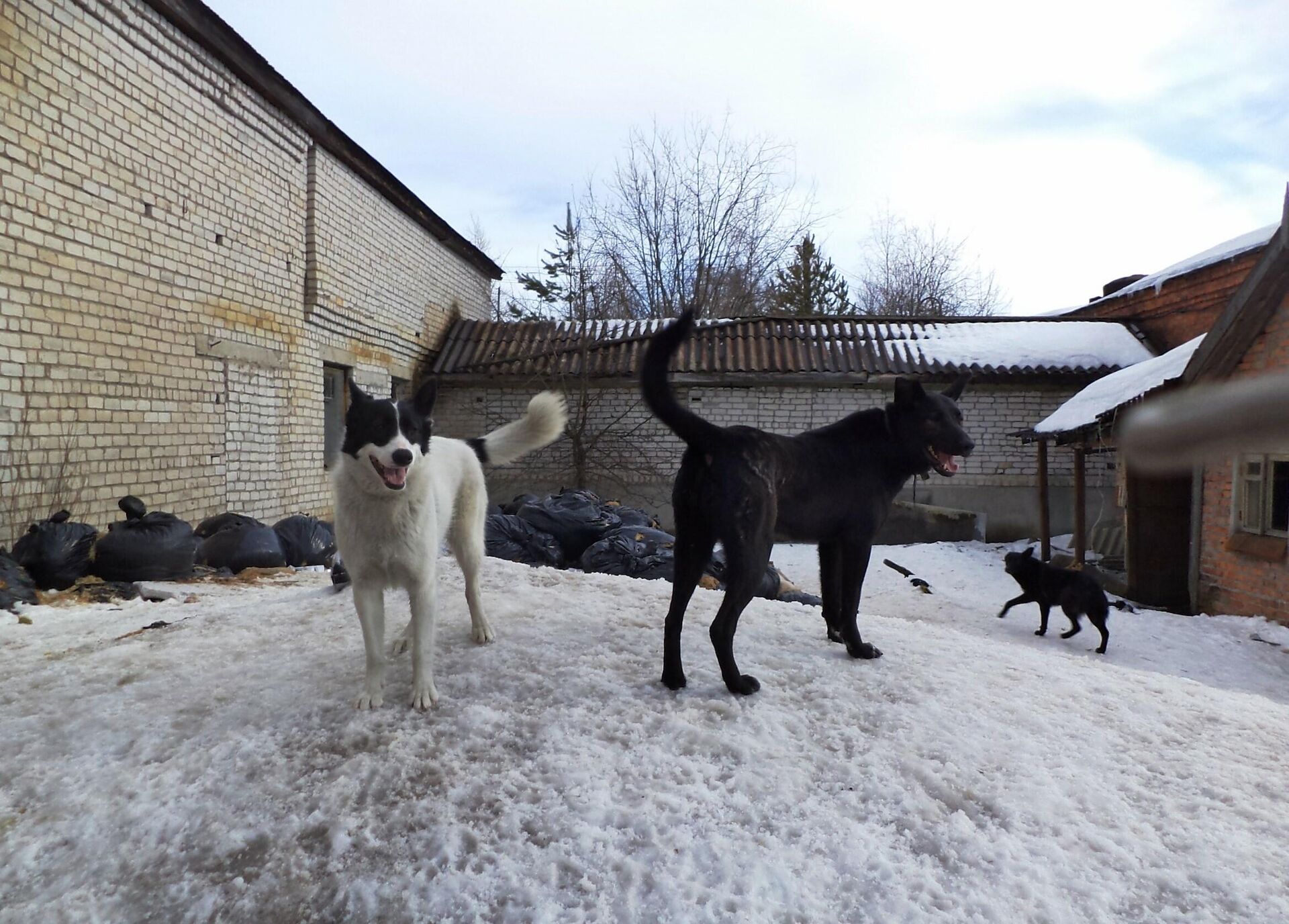 Приют для собак Верный друг в Сегеже - РИА Новости, 1920, 10.02.2021