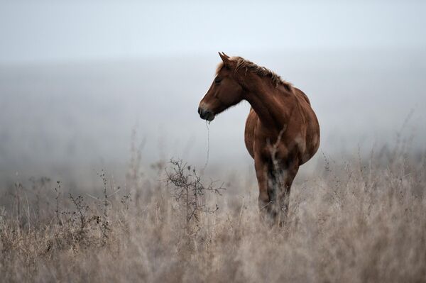 Лошадь пасется в Белогорском районе Крыма