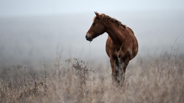 Лошадь пасется в Белогорском районе Крыма