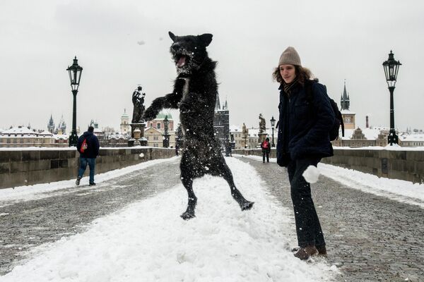 Пес на Карловом мосту во время снегопада в Праге 