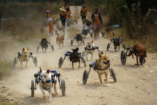 Собаки-инвалиды во время ежедневной прогулки в фонде Человек, который спасает собак в Чонбури, Таиланд