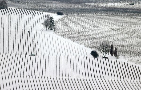 Заснеженные виноградники в Германии