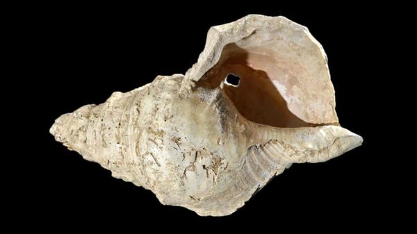 Раковина, найденная в пещере Марсулас, Франция