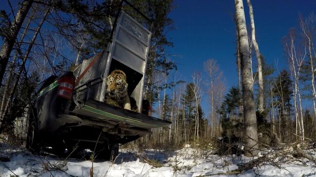 Окрестности нацпарка Зов тигра