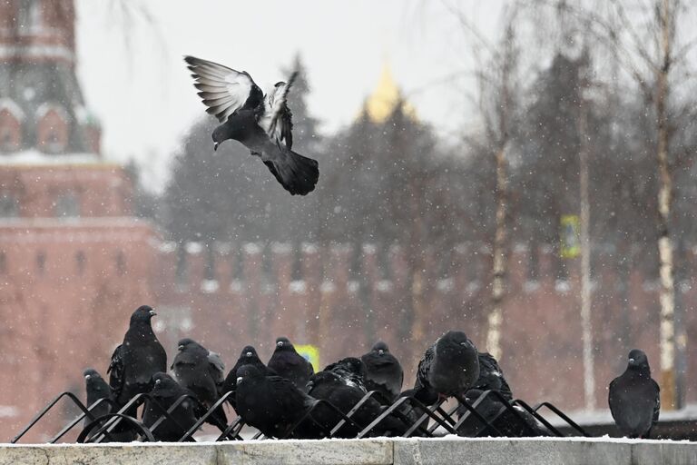 Голуби на улице в центре Москвы