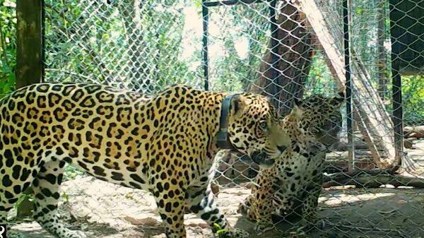 Любовь в неволе: у дикого ягуара и самки из зоопарка появилось потомство 