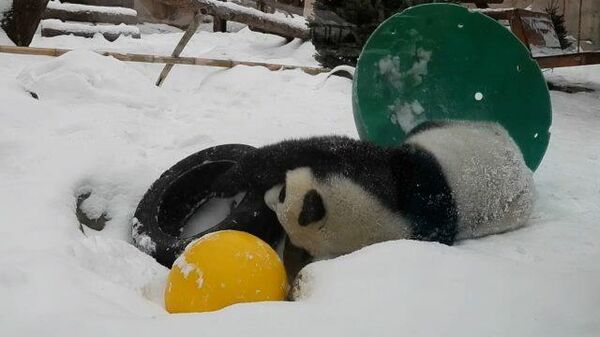 Шалости панды зимой: горка, снежки и кувырки по сугробам 