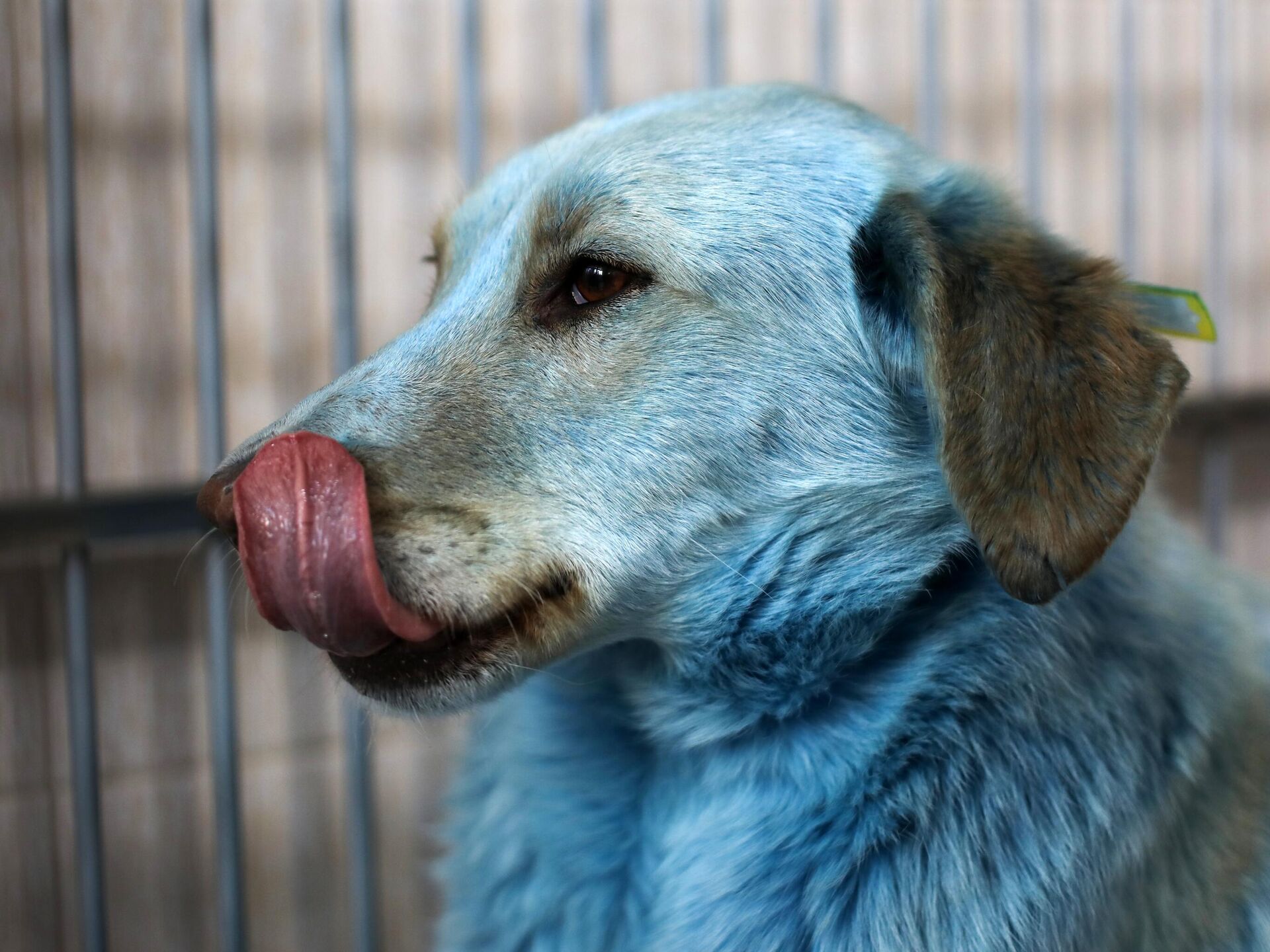 Почему собака синяя. Синие собаки в Дзержинске. Голубые псы Дзержинск. Город Дзержинск синие собаки. Голубые собаки в Дзержинске.