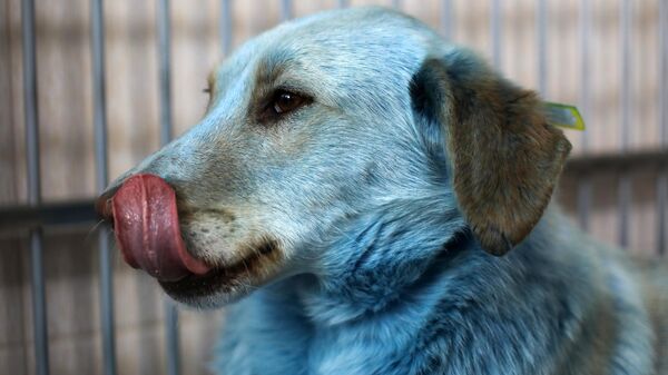 Синяя собака, найденная в Дзержинске, в ветеринарном госпитале Зоозащита-НН