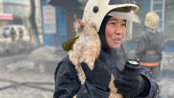 Кот, спасенный во время пожара в Иркутской области
