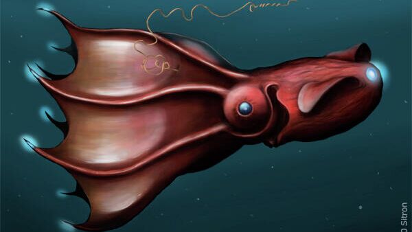 Адский кальмар-вампир Vampyroteuthis infernalis - РИА Новости, 1920, 18.02.2021