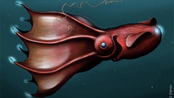 Адский кальмар-вампир Vampyroteuthis infernalis - РИА Новости, 1920, 18.02.2021