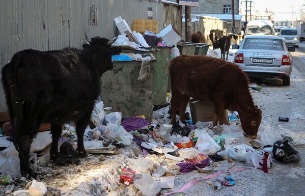 Коровы на мусорной свалке на одной из улиц в Махачкале