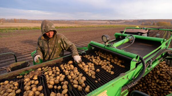 Рабочий перебирает клубни на комбайне во время уборки урожая картофеля в Красноярском крае