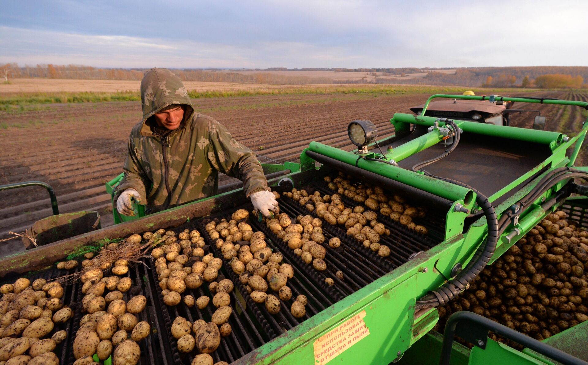 Рабочий перебирает клубни на комбайне во время уборки урожая картофеля в Красноярском крае - РИА Новости, 1920, 19.02.2021