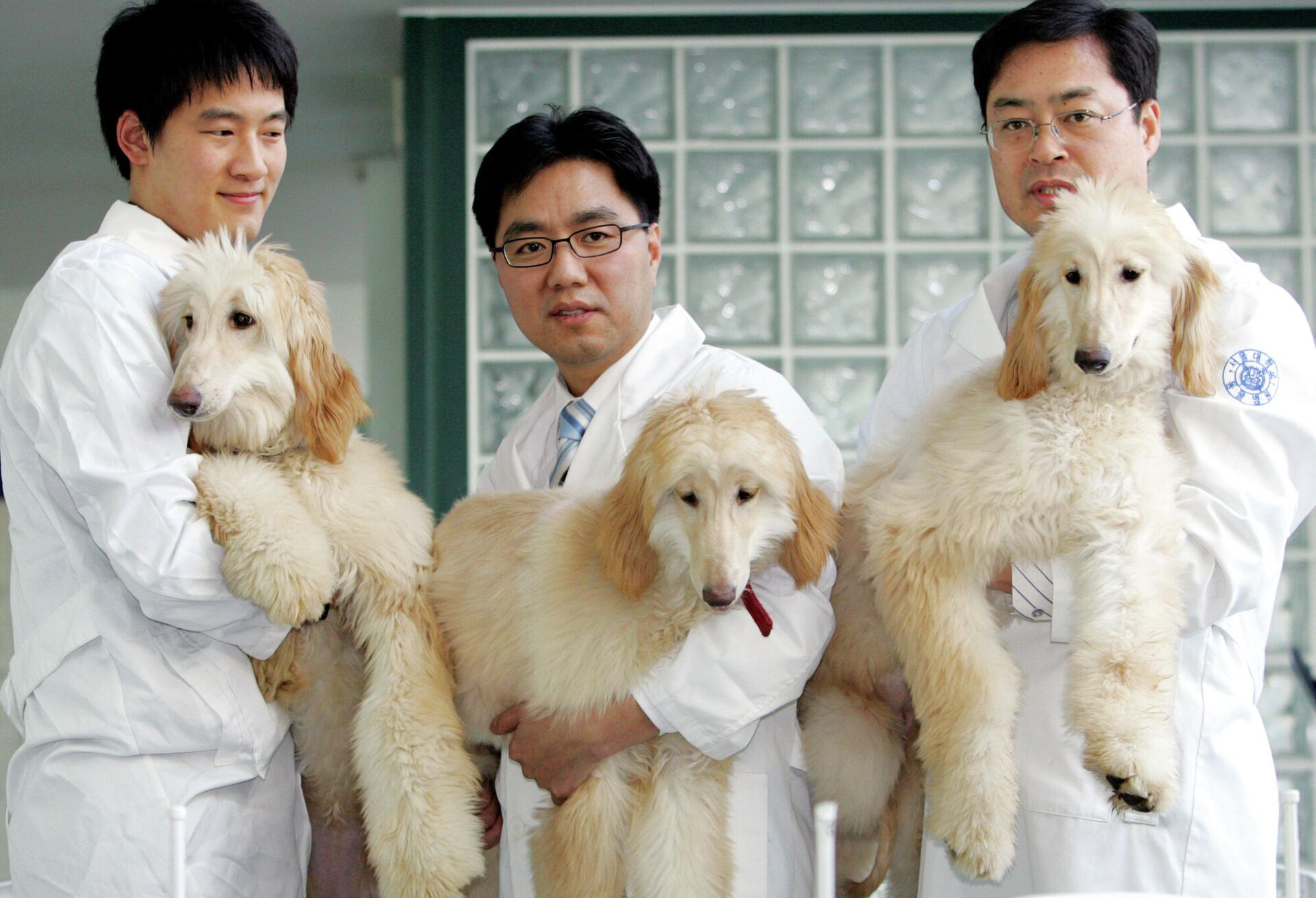 Профессор из Сеульского национального университета Ли Бён-чунь демонстрирует клонированных собак. Южная Корея - РИА Новости, 1920, 21.06.2021