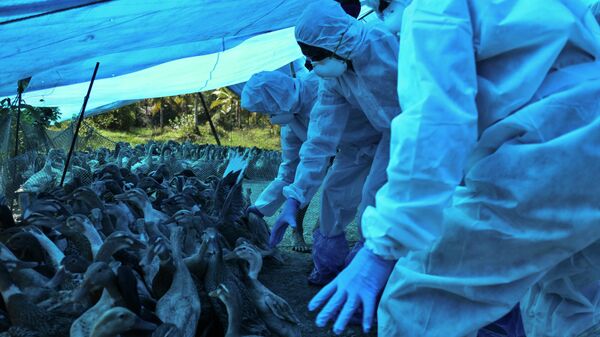 Медицинские работники в защитных костюмах во время выбраковки уток после обнаружения штамма птичьего гриппа H5N8 в штате Керала, Индия