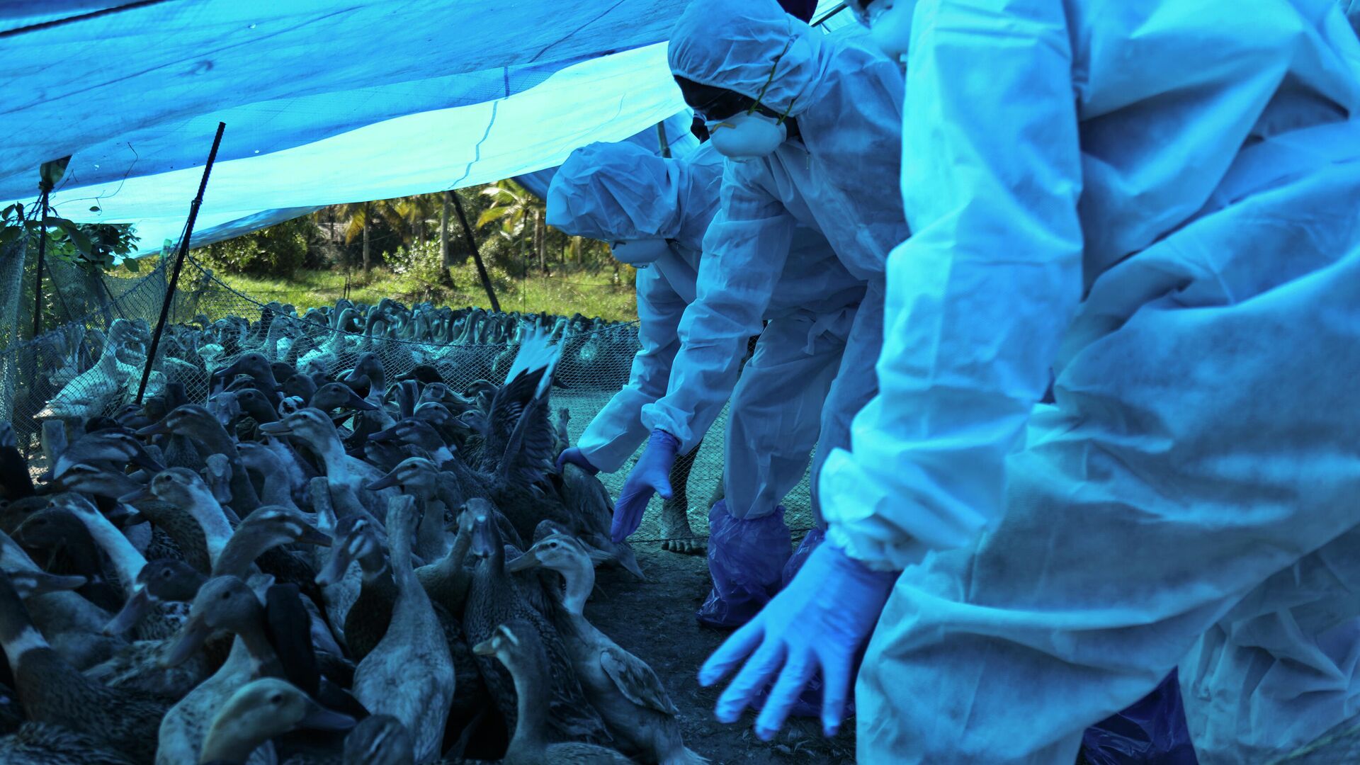 Медицинские работники в защитных костюмах во время выбраковки уток после обнаружения штамма птичьего гриппа H5N8 в штате Керала, Индия - РИА Новости, 1920, 01.06.2021