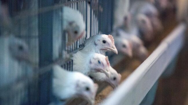 Россельхознадзор ограничил ввоз птицеводческой продукции из США