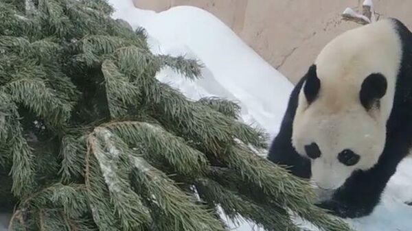 Весна на носу – панда прощается с елкой в Московском зоопарке