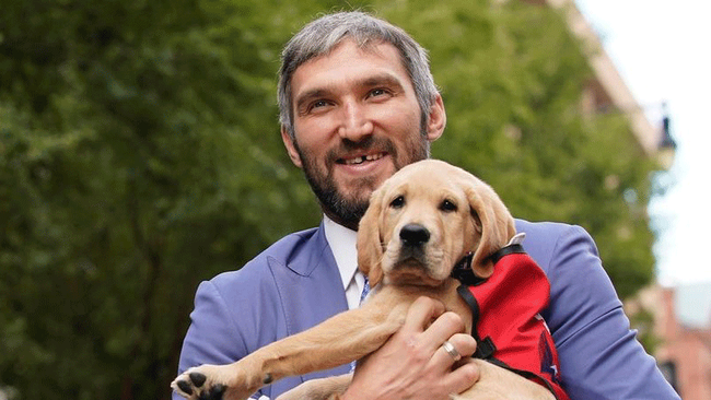 Александр Овечкин с лабрадором-ретривером по кличке Капитан.