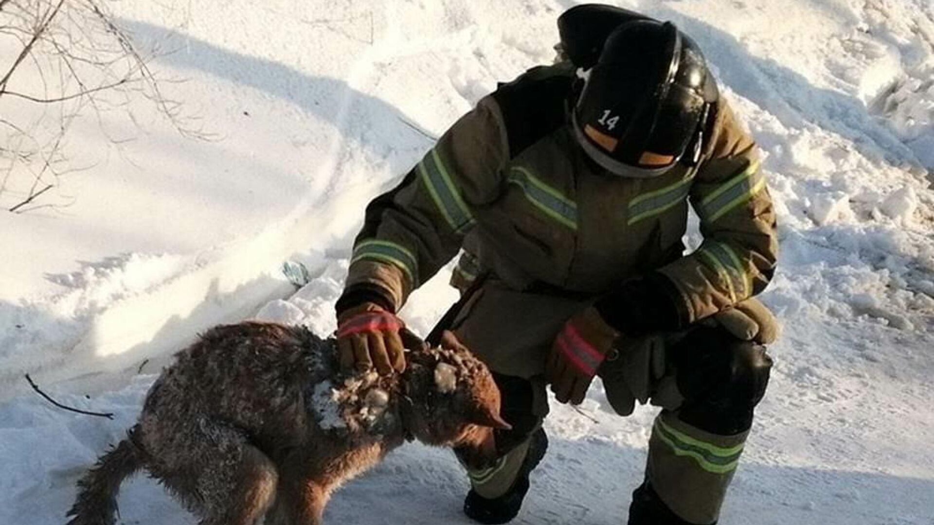 Спасатели в Лабытнанги (ЯНАО) спустя два дня после пожара в жилом доме нашли собаку под завалам - РИА Новости, 1920, 24.02.2021