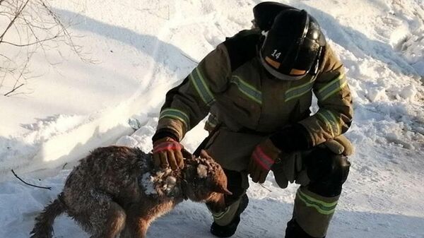 Спасатели в Лабытнанги (ЯНАО) спустя два дня после пожара в жилом доме нашли собаку под завалам