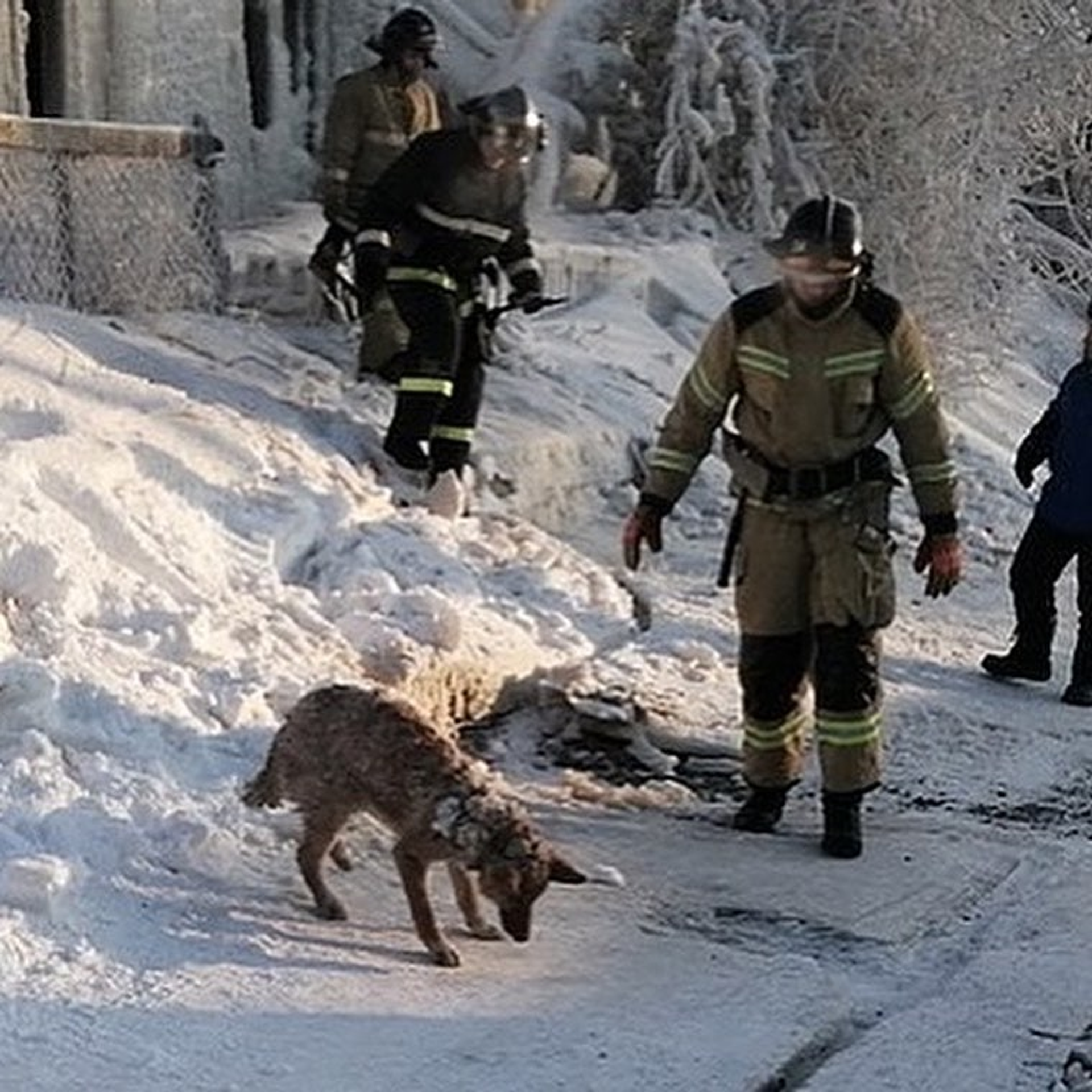 Спасатели в Лабытнанги (ЯНАО) спустя два дня после пожара в жилом доме нашли собаку под завалам - РИА Новости, 1920, 24.02.2021