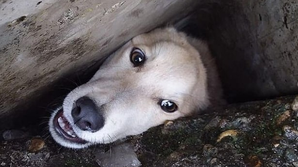  Пёс, который застрял между бетонных плит на стройке в Мостовском районе Кубани