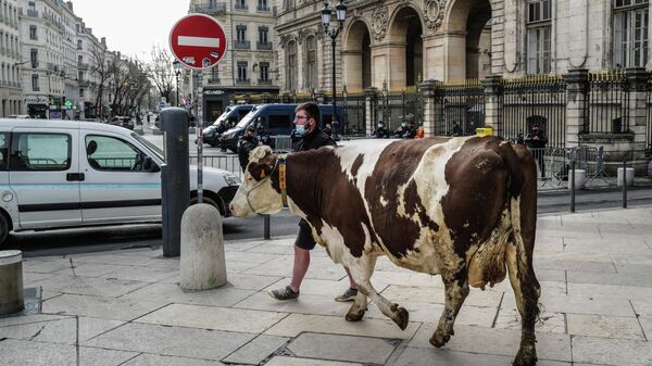 Фермер выгуливает корову перед мэрией Лиона во время акции против предложения исключить мясо из меню школьных столовых