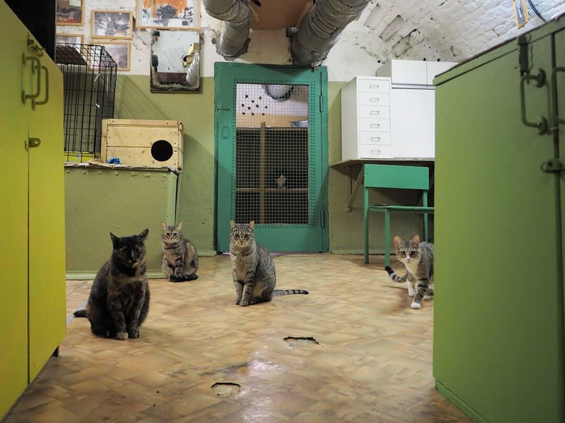 Эрмитажные Коты Фото