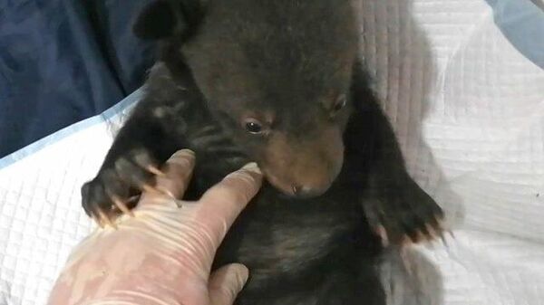 Новорожденного медвежонка-сироту выхаживают в Приморье 