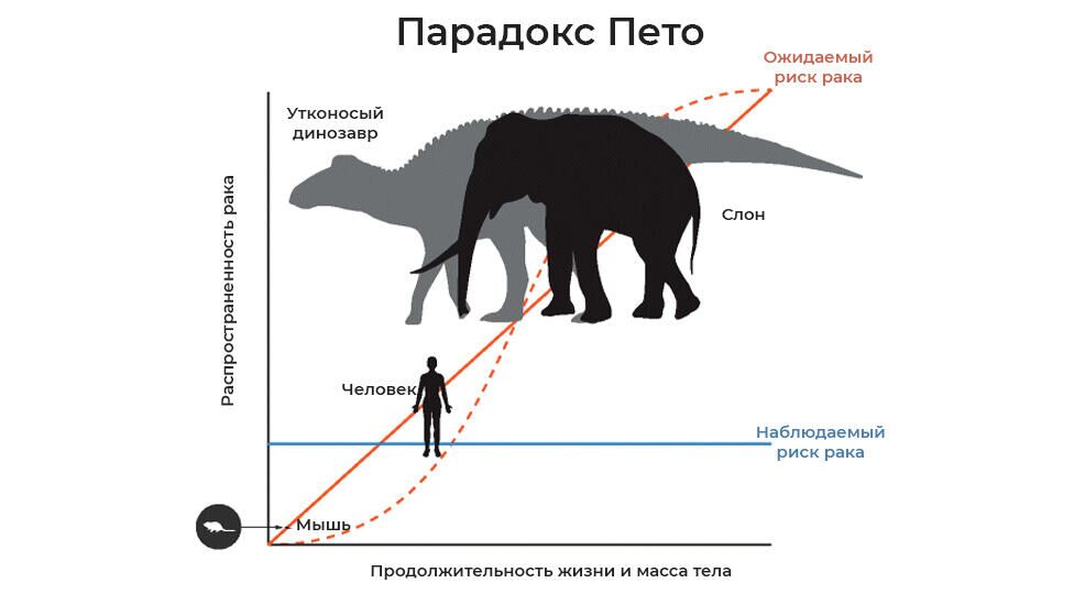 Парадокс Пето - РИА Новости, 1920, 26.02.2021