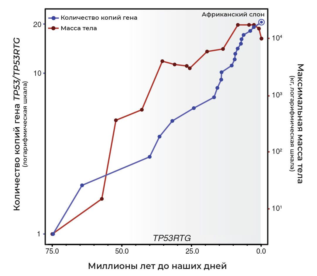Число копий гена TP53/TP53RTG - РИА Новости, 1920, 26.02.2021