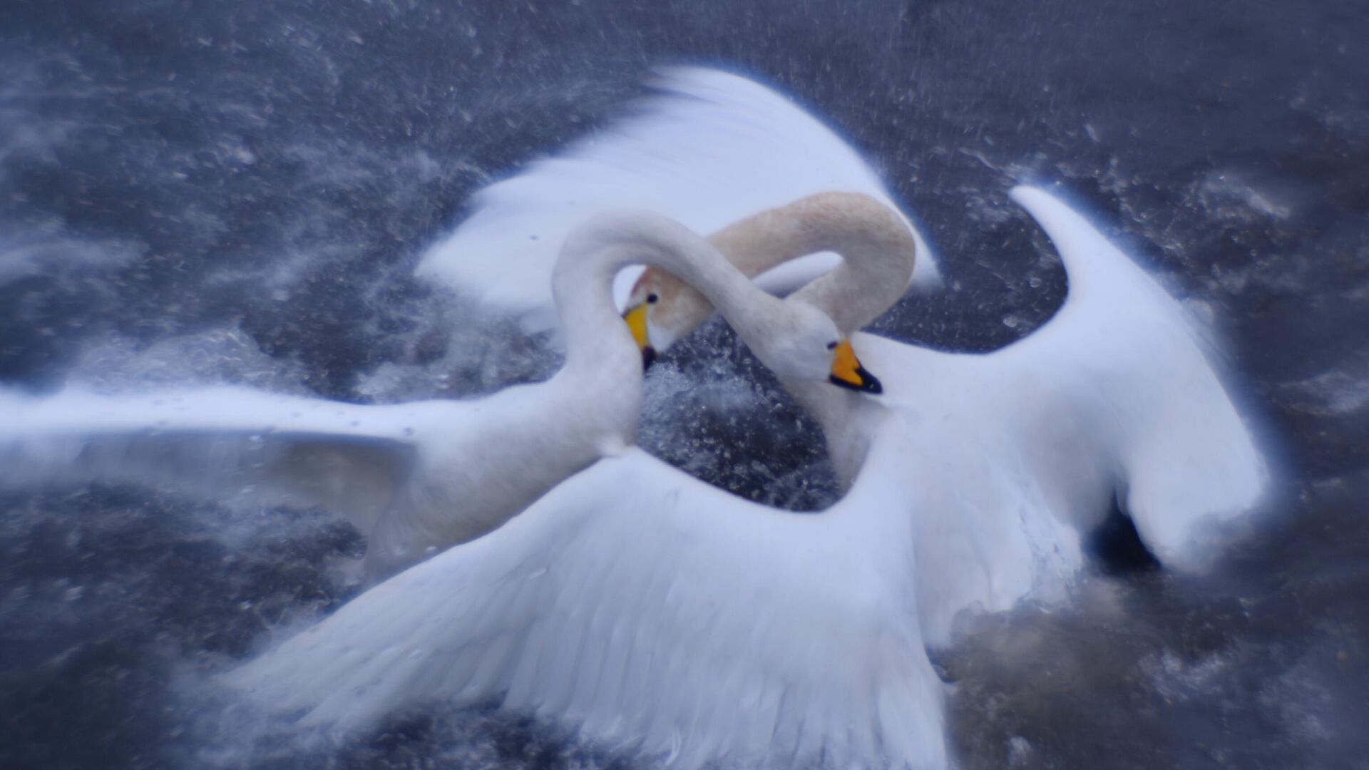 Лебеди-кликуны на Лебедином озере - РИА Новости, 1920, 13.05.2022