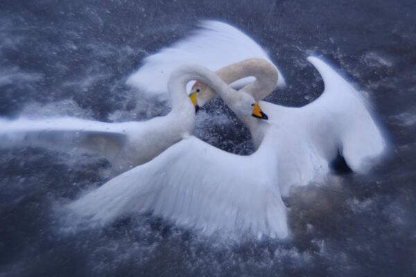 Лебеди-кликуны на Лебедином озере, расположенном на территории государственного природного комплексного заказника Лебединый в Алтайском крае